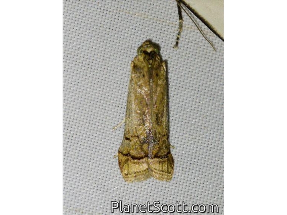 Crambid Snout Moth (Crambidae sp)