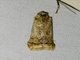 Crambid Snout Moth (Crambidae sp)