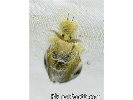 Tussock Moth (Pida sp)