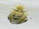 Tussock Moth (Pida sp)