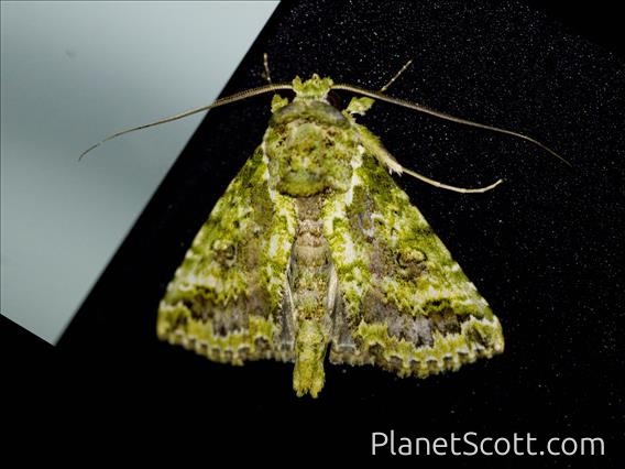 Cutworm Moth (Noctuidae sp)