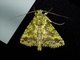 Cutworm Moth (Noctuidae sp)