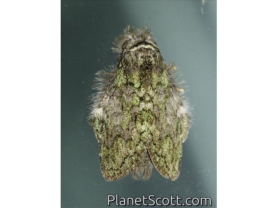 Prominent Moth (Somera sp)