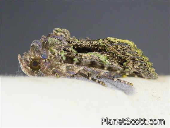 Cutworm Moth (Noctuidae sp)