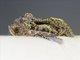 Cutworm Moth (Noctuidae sp)