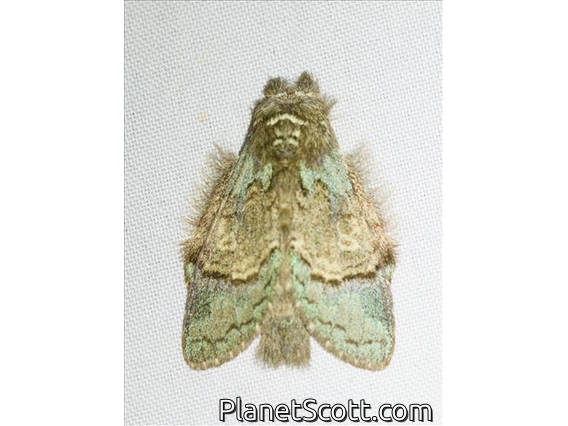 Prominent Moth (Syntypistis pallidifascia)