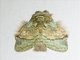 Prominent Moth (Syntypistis pallidifascia)