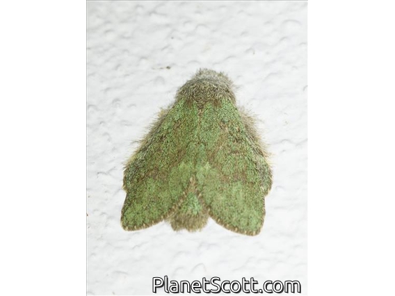 Prominent Moth (Lusurinae sp)