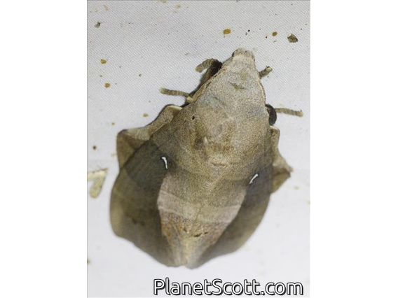 Lappet Moth (Lebeda nobilis)