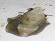 Lappet Moth (Lebeda nobilis)