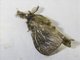 Bagworm Moth (Amatissa sp)