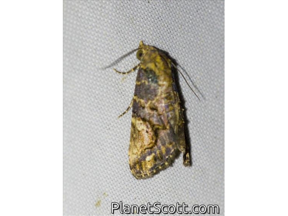 Euteliid Moth (Odontodes sp)