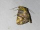 Euteliid Moth (Odontodes sp)