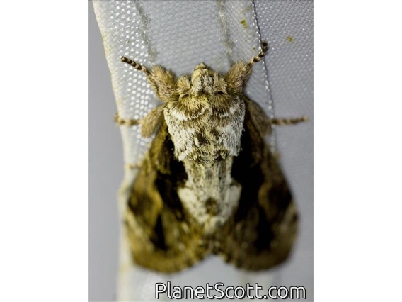Prominent Moth (Notodontidae sp)