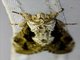 Prominent Moth (Notodontidae sp)