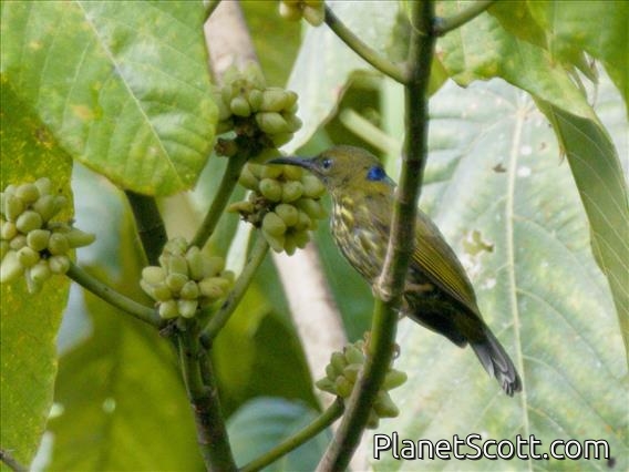 Purple-naped Spiderhunter (Kurochkinegramma hypogrammicum)