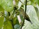 Purple-naped Spiderhunter (Kurochkinegramma hypogrammicum)