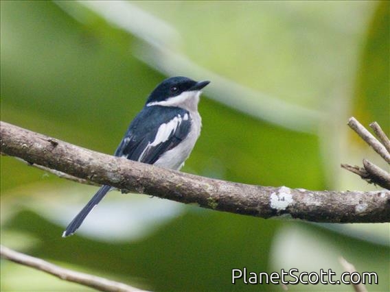 Bar-winged Flycatcher-shrike (Hemipus picatus)