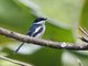Bar-winged Flycatcher-shrike (Hemipus picatus)