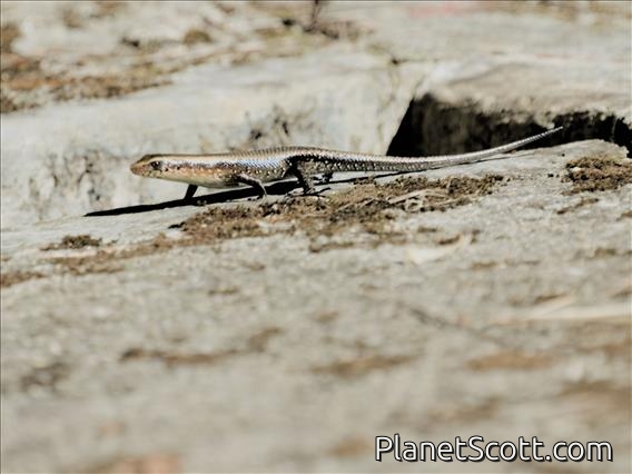 Common Sun Skink (Eutropis multifasciata)