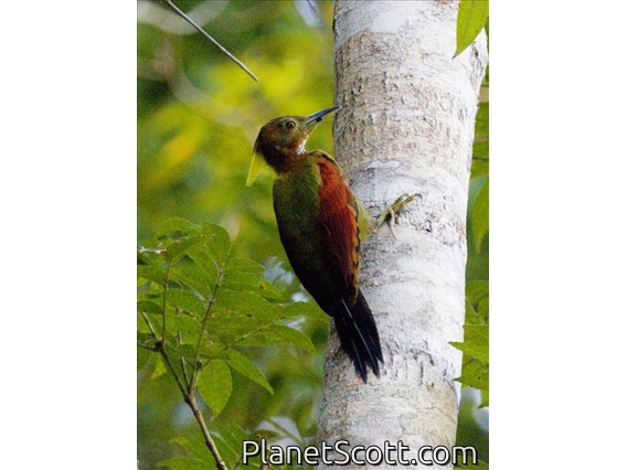 Checker-throated Woodpecker (Chrysophlegma mentale)