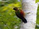 Checker-throated Woodpecker (Chrysophlegma mentale)