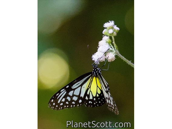 Yellow Glassy Tiger (Parantica aspasia)