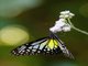 Yellow Glassy Tiger (Parantica aspasia)