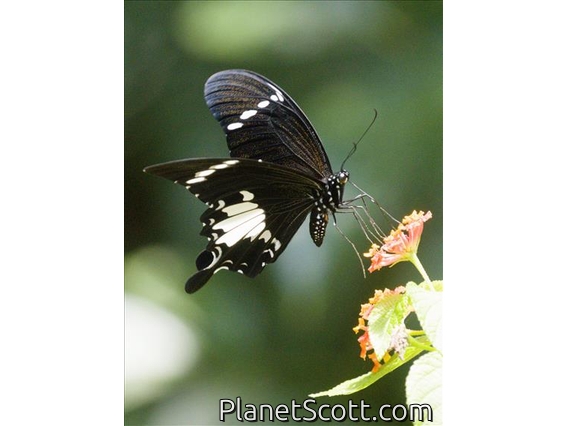 Black-and-white Helen Swallowtail (Papilio nephelus)