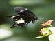 Black-and-white Helen Swallowtail (Papilio nephelus)