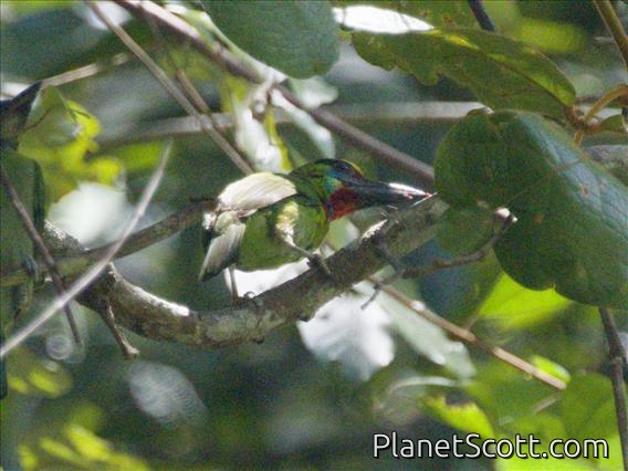 Red-throated Barbet (Psilopogon mystacophanos)