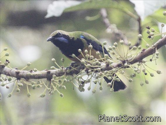 Orange-bellied Leafbird (Chloropsis hardwickii)