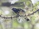 Orange-bellied Leafbird (Chloropsis hardwickii)
