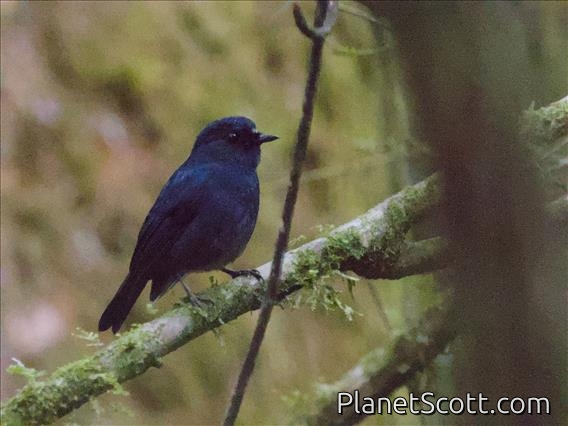 Sumatran Robin (Myiomela sumatrana)