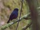 Sumatran Robin (Myiomela sumatrana)