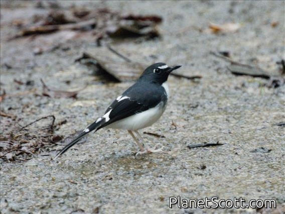 Sunda Forktail (Enicurus velatus)