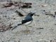 Sunda Forktail (Enicurus velatus)