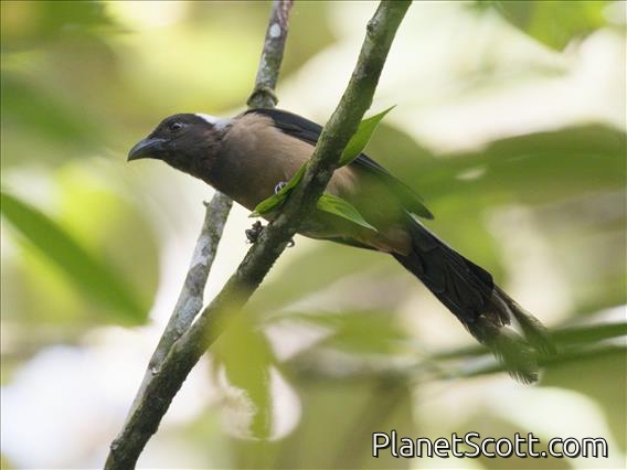 Sumatran Treepie (Dendrocitta occipitalis)