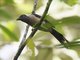 Sumatran Treepie (Dendrocitta occipitalis)