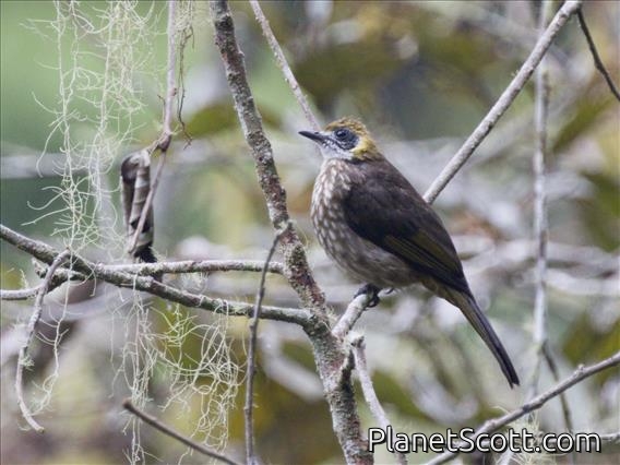 Spot-necked Bulbul (Pycnonotus tympanistrigus)