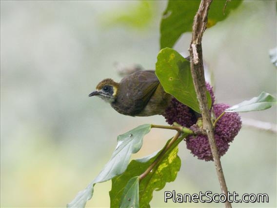 Spot-necked Bulbul (Pycnonotus tympanistrigus)