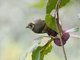 Spot-necked Bulbul (Pycnonotus tympanistrigus)