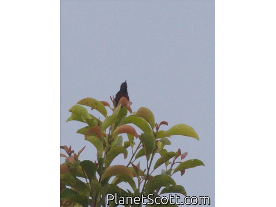 Van Hasselt's Sunbird (Leptocoma brasiliana)