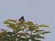 Van Hasselt's Sunbird (Leptocoma brasiliana)