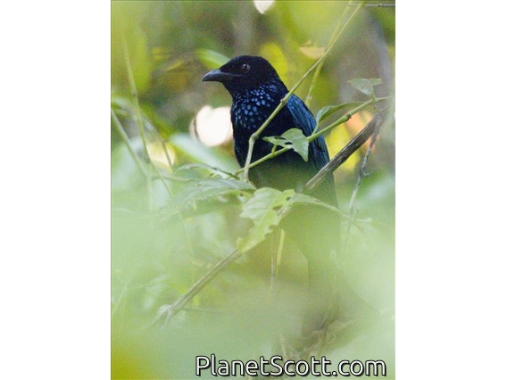 Sumatran Drongo (Dicrurus sumatranus)