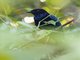 Sumatran Drongo (Dicrurus sumatranus)