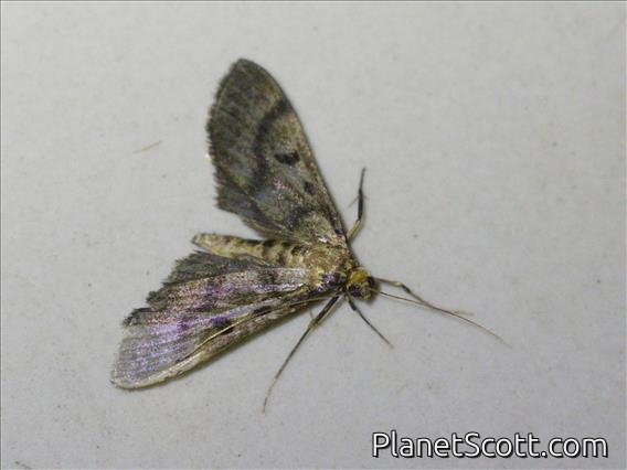 Crambid Snout Moth (Crambidae sp)