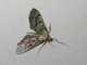 Crambid Snout Moth (Crambidae sp)