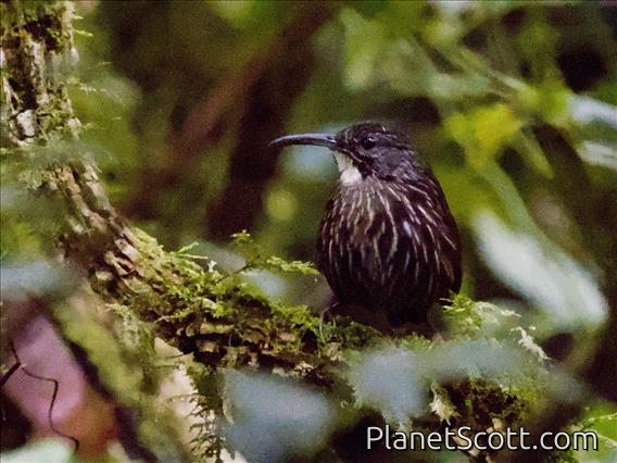 Sumatran Wren-Babbler (Napothera albostriata)
