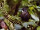 Sumatran Wren-Babbler (Napothera albostriata)